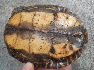 画像4: ■コスタリカアカスジヤマガメ　ペア　No.1