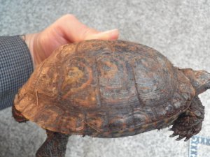 画像3: ■コスタリカアカスジヤマガメ　ペア　No.2