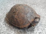 ■コスタリカアカスジヤマガメ　ペア　No.1