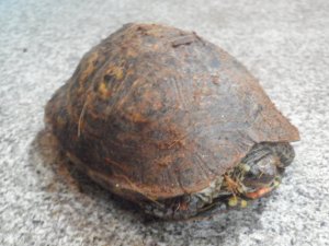 画像5: ■コスタリカアカスジヤマガメ　ペア　No.1