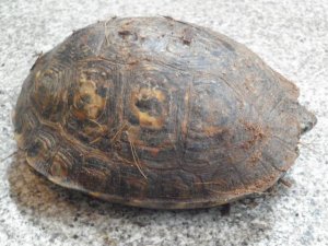 画像6: ■コスタリカアカスジヤマガメ　ペア　No.1