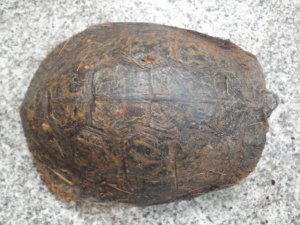 画像3: ■コスタリカアカスジヤマガメ　ペア　No.1