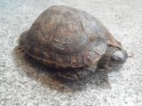 ■コスタリカアカスジヤマガメ　ペア　No.2