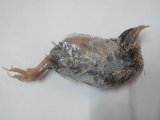 ■冷凍　親ウズラ　　６羽