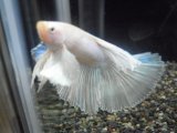 ■ホワイト系　ダンボ　オス