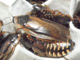 ■デュビア　成虫　ペア