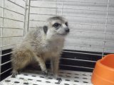 ■ミーアキャット