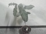 ■クヌギ