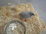 ■ヒメウズラ　シルバー　若雛