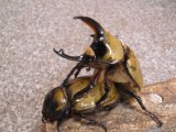 ■ヒルスシロカブトムシ 幼虫 10匹