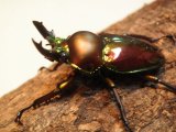 ■ニジイロクワガタ幼虫　１匹
