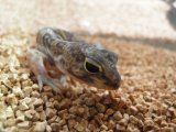 ■ヒガシアフリカトカゲモドキ　Pr