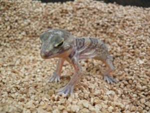 画像6: ■ヒガシアフリカトカゲモドキ　Pr