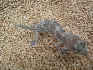 画像5: ■ヒガシアフリカトカゲモドキ　Pr