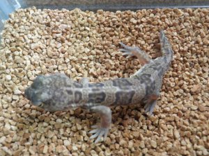 画像3: ■ヒガシアフリカトカゲモドキ　Pr