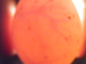 画像1: ■コールダック　有精卵１卵