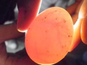 画像3: ■コールダック　有精卵１卵