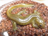 ■オオイタサンショウウオ成体