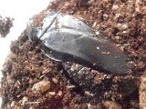 ■タイワンクチキゴキブリ