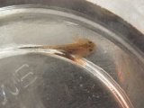 ■オオイタサンショウウオ幼生　10匹