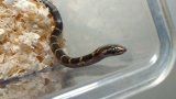 ■サキシママダラ ベビー