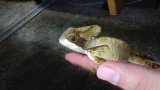 ■トギレヘルメットイグアナ