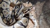 ■ボールパイソン　　●品種　オレンジゴースト
