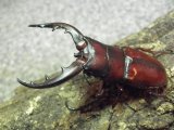 オキナワノコギリクワガタ成虫ペア(1)