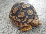 ■ヒョウモンリクガメ　No.2
