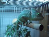 ■エボシカメレオン　メス