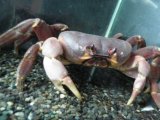 ■ムラサキオカガニ