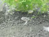 ■アベニーパファー　3匹