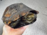 ■ウンキュウ　（メス）甲長20cm
