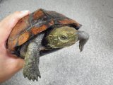 ■ウンキュウ　（メス）甲長21cm