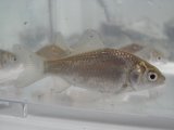 ■ゲンゴロウブナ（鮒）　 １匹