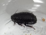 ■オオゴキブリ　幼虫ペア