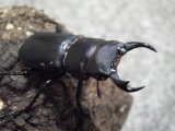 ■ヒメオオクワガタ　幼虫ペア