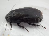 ■オオゴキブリ　成虫ペア