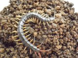 ■アオズムカデ 　