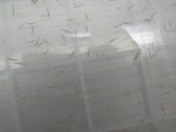 （国産）アルビノ和金　100匹