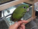 ■サザナミインコ　手乗り