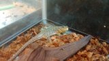 ■ホウセキカナヘビ　No.4