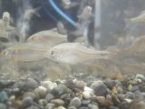■福岡産　カゼトゲタナゴ　1匹