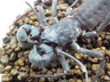 ■タイワンサソリモドキ　Lサイズ