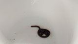 ■ブラーミニメクラヘビ