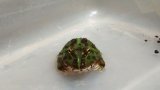 ■クランウェルツノガエル　No.3
