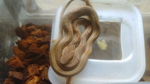 画像2: ■シマヘビ　幼蛇