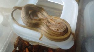 画像1: ■シマヘビ　幼蛇
