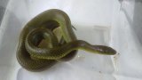 ■リュウキュウアオヘビ