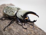 ■グラントシロカブトムシ ♂72mm♀50mmペア(3)